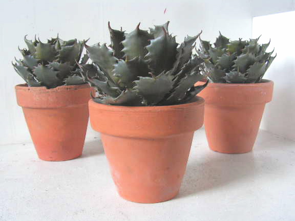 CACTUS, Small in Terracotta Pot - Assorted 25cm H